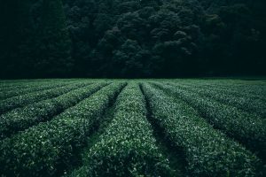 tea gradings tea gradings