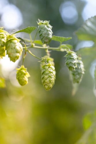 Best Natural Beer with Organic Hops Best Natural Beer with Organic Hops