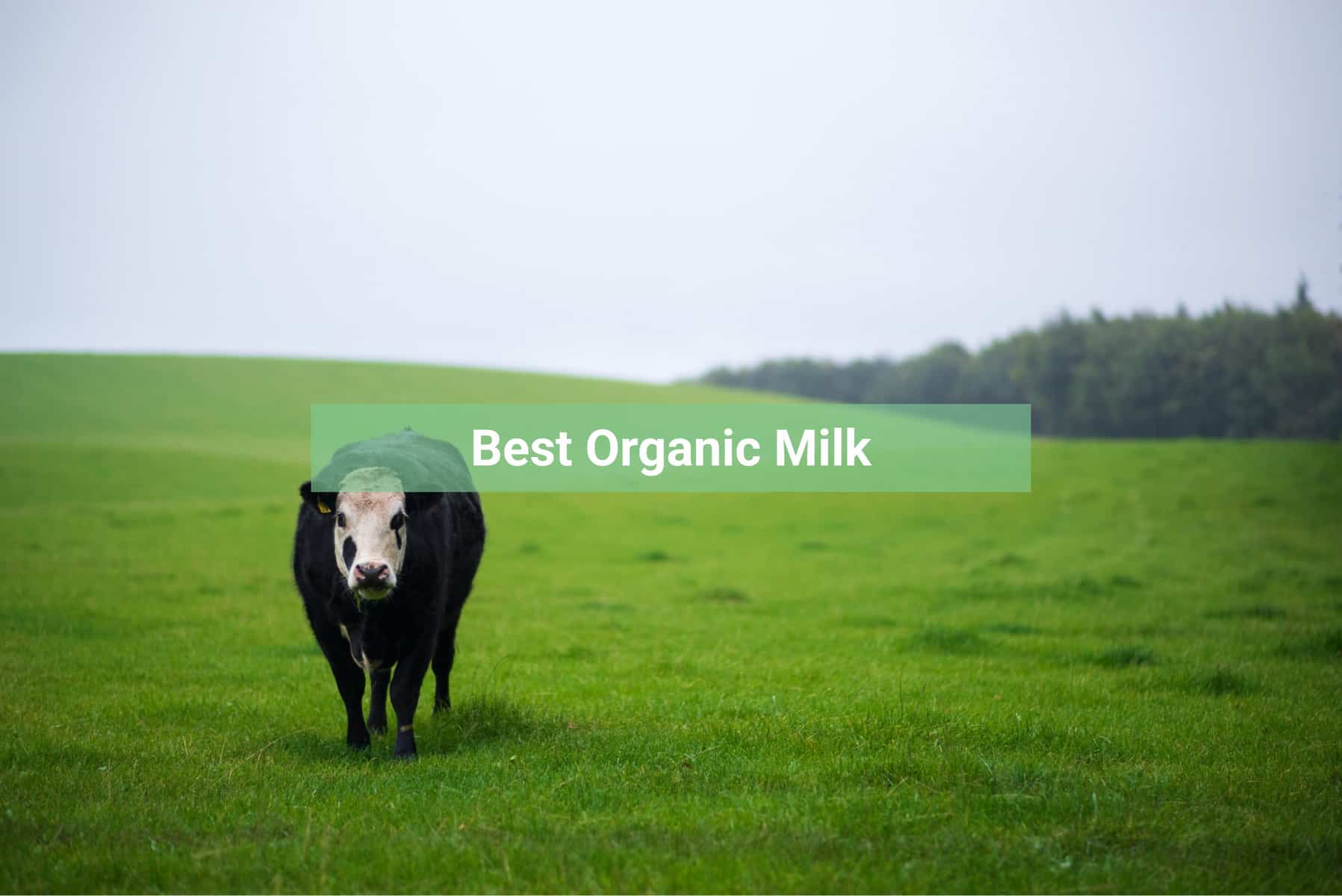 Best organic milk