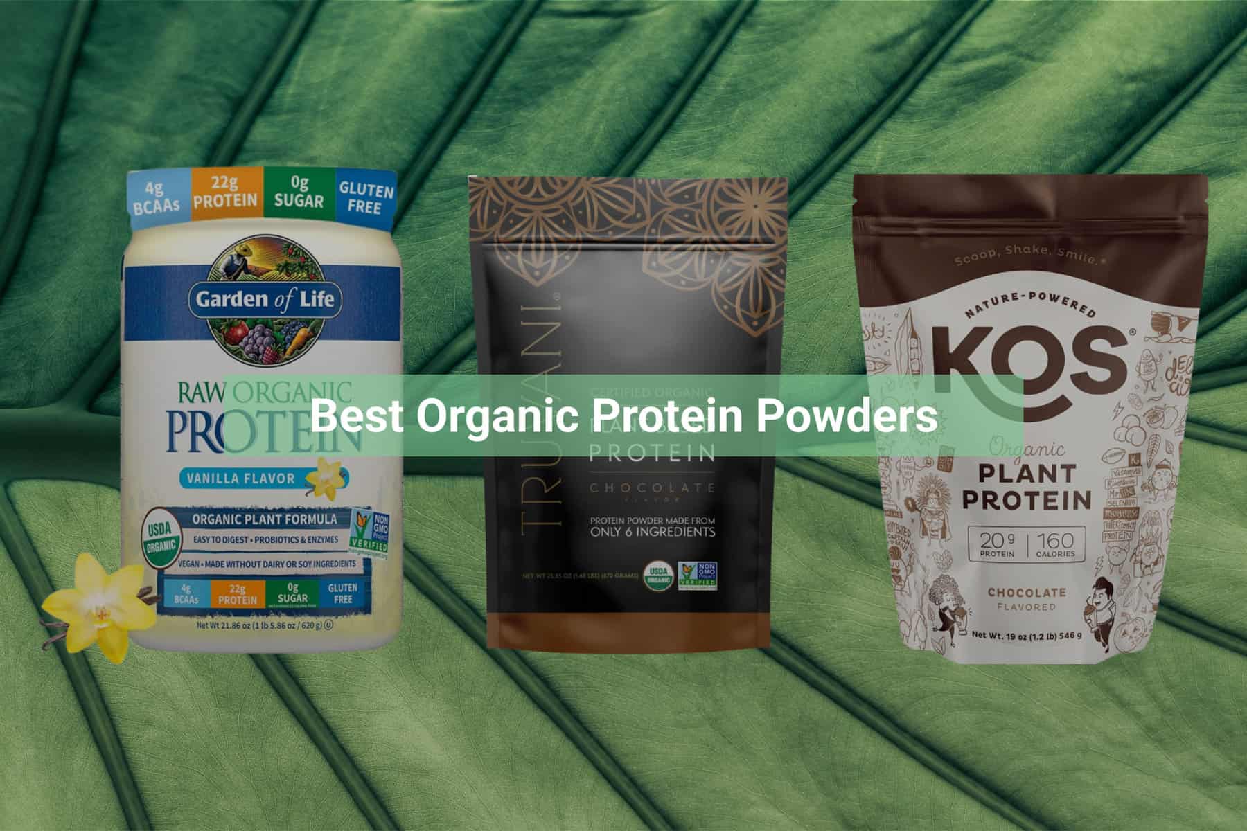 Best Organic Protein Powder